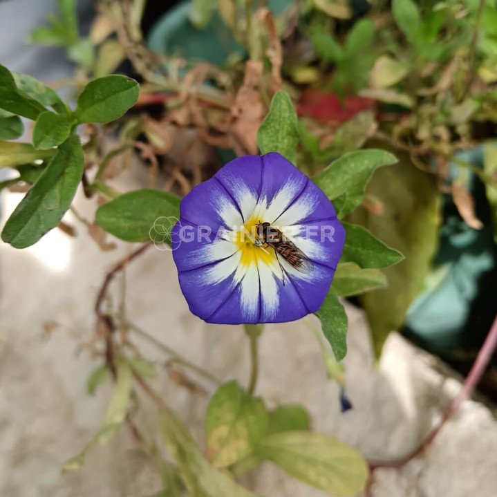 Belle de jour, Convolvulus tricolor mélange image